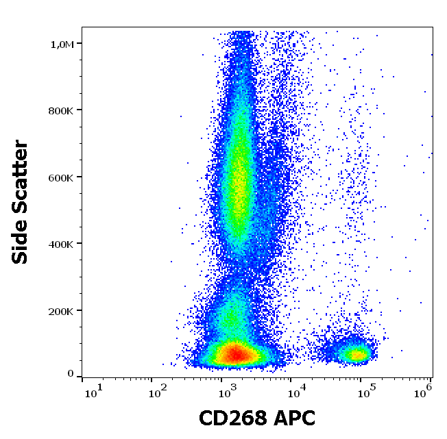 CD268 Antibody (APC)