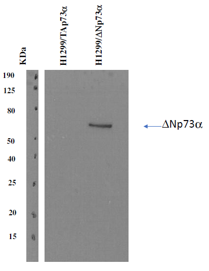 deltaNp73 Antibody