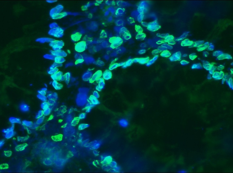 Mouse Lamin A and C Antibody