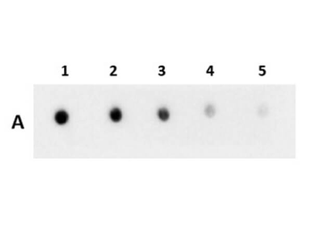 Recombinant GST Antibody