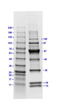 Protein Molecular Weight Marker