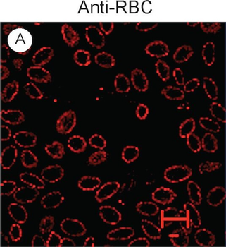 Chicken Red Blood Cell RBC Antibody