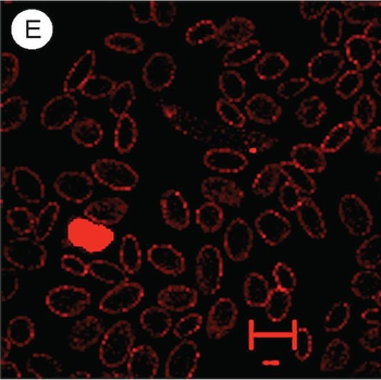Chicken Red Blood Cell RBC Antibody