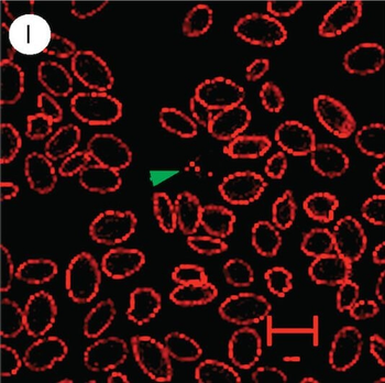 Chicken Red Blood Cell RBC Antibody