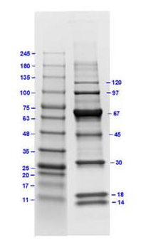 Protein Molecular Weight Marker