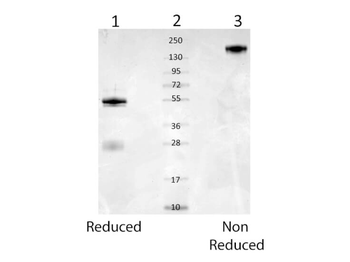 Mouse Serum Albumin Antibody