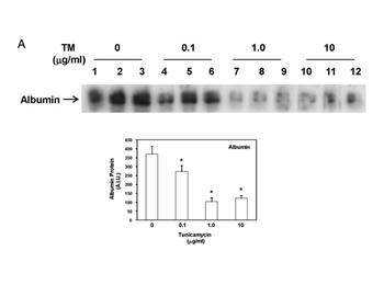 Human Serum Albumin Antibody