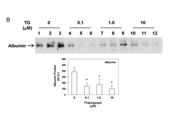 Human Serum Albumin Antibody