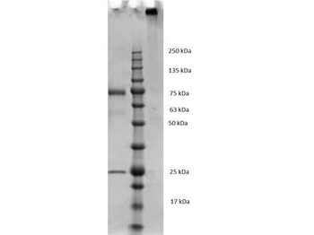 Mouse IgM Lambda isotype Control Antibody