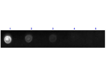 Rat IgG2a isotype control Fluorescein Antibody