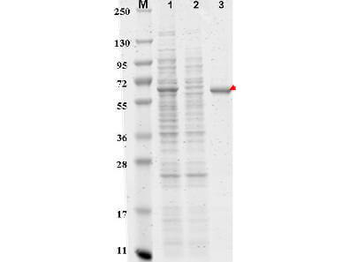DYKDDDDK (FLAG) peptide