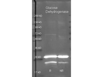 gdhB Antibody