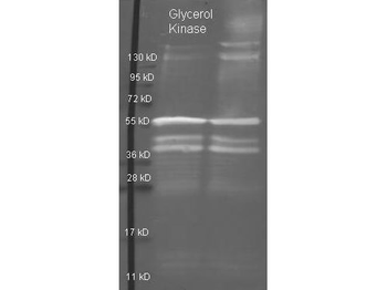 glpK Antibody (HRP)