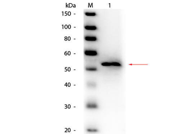 glpK Antibody (HRP)