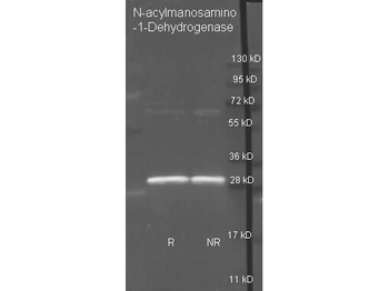 NAM-DH Antibody (HRP)