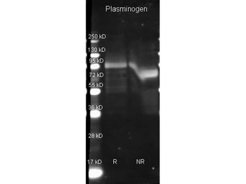 PLG Antibody (Biotin)