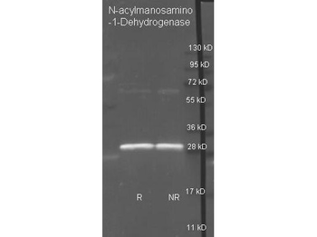 NAM-DH Antibody (Biotin)