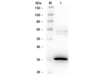 NAM-DH Antibody (Biotin)