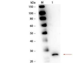 Papain Antibody