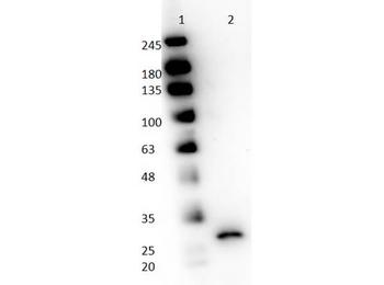 Papain Antibody Peroxidase Conjugated