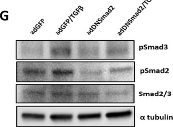 Alpha-Tubulin Antibody