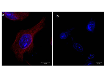 Alpha-Tubulin Antibody