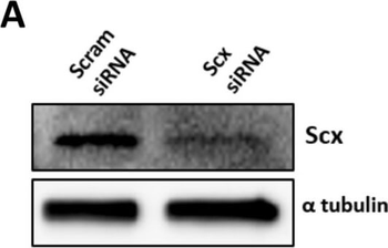 Alpha-Tubulin Antibody