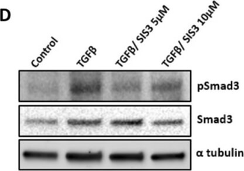 Alpha-Tubulin Antibody