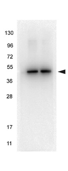Alpha-Tubulin Antibody