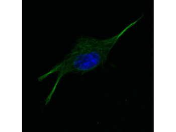 Alpha-Tubulin Antibody
