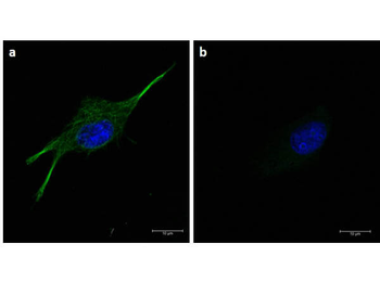 Alpha-Tubulin Antibody