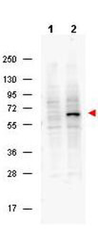 Pdcd4 phospho S457 Antibody