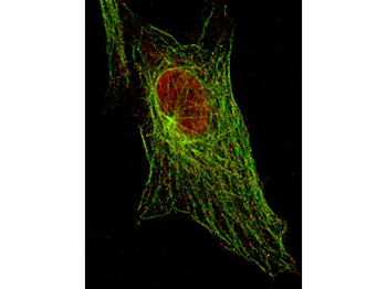 Stat5a Antibody