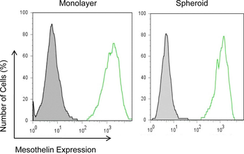 Mesothelin Antibody