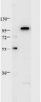 Stat2 Antibody