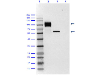 6X His Tag Antibody