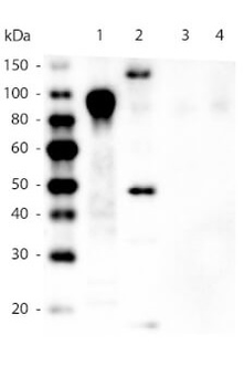 6X His Tag Antibody