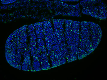 BrdU Antibody