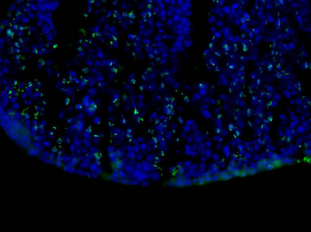 BrdU Antibody