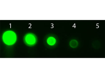 AKT3 Antibody (APC)
