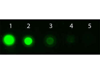 AKT1 Antibody (APC)