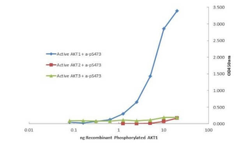 AKT1 Antibody (APC)