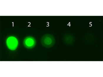 AKT1 Antibody (APC)