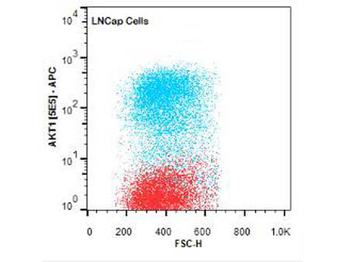 AKT1 Antibody (APC)