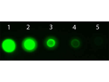 AKT3 Antibody (APC)