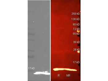 LYZ Antibody