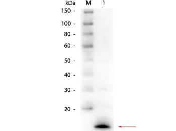 LYZ Antibody