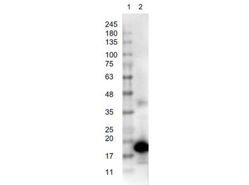 Trypsin Inhibitor Antibody