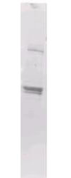 Maltose Binding Protein (MBP) Epitope Tag Antibody