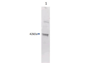 Maltose Binding Protein (MBP) Epitope Tag Antibody
